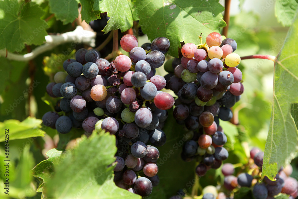 A multicolored bunch of grapes ripen on the vine under the bright sun. Closeup