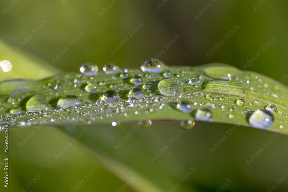 Macro photography of blades of grass covered in dew drops, captured early in the morning in the Andean mountains of central Colombia Macro photography of blades of grass covered in dew drops, captured early in the morning in the Andean mountains of central Colombia