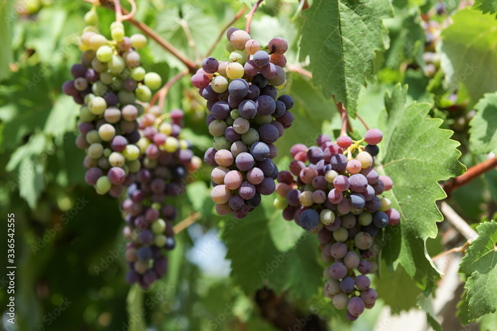 Multi-colored grapes clustered in sunlight ripen on the vine. Closeup