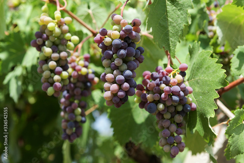 Multi-colored grapes clustered in sunlight ripen on the vine. Closeup