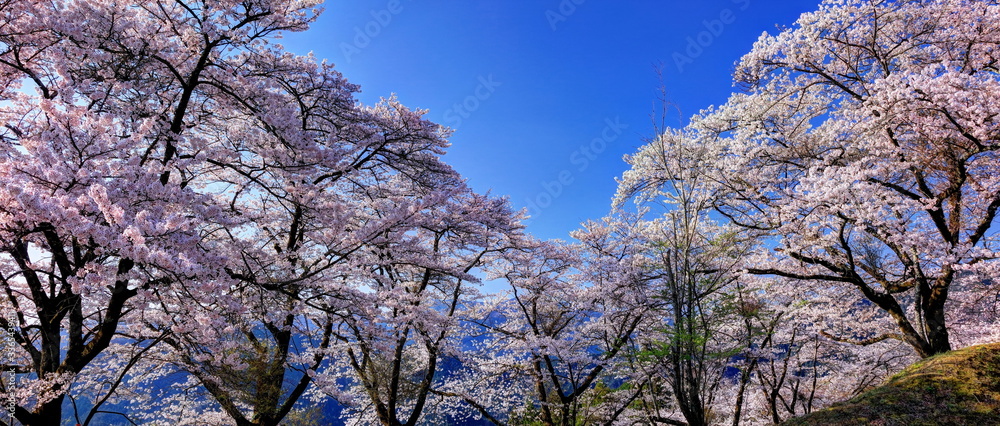 春の桜山公園 春の桜山公園