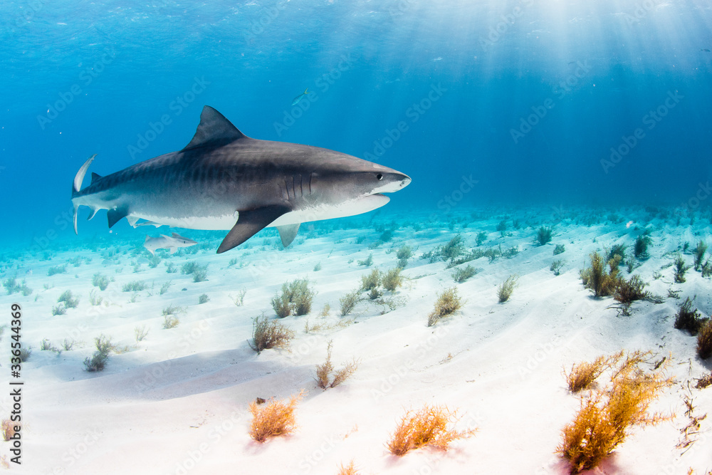 Fototapeta premium Tubarão Tigre