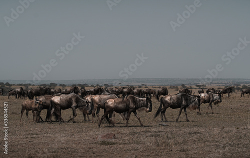 herd of wildebeest in serengeti national park tanzania