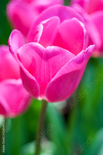 Close up of fresh bright magenta tulips growing outdoors