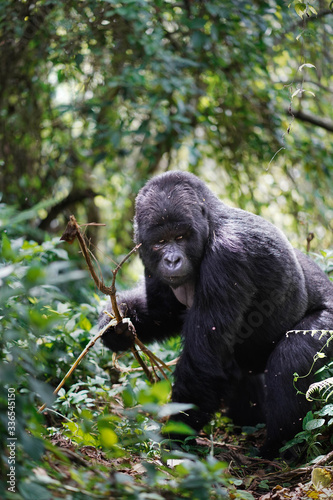 Silverback Gorilla
