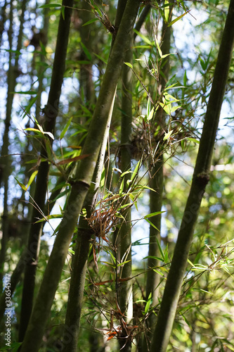 Bamboo Forest in Volcanoes National Park Rwanda