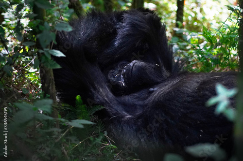 Gorilla in the shade