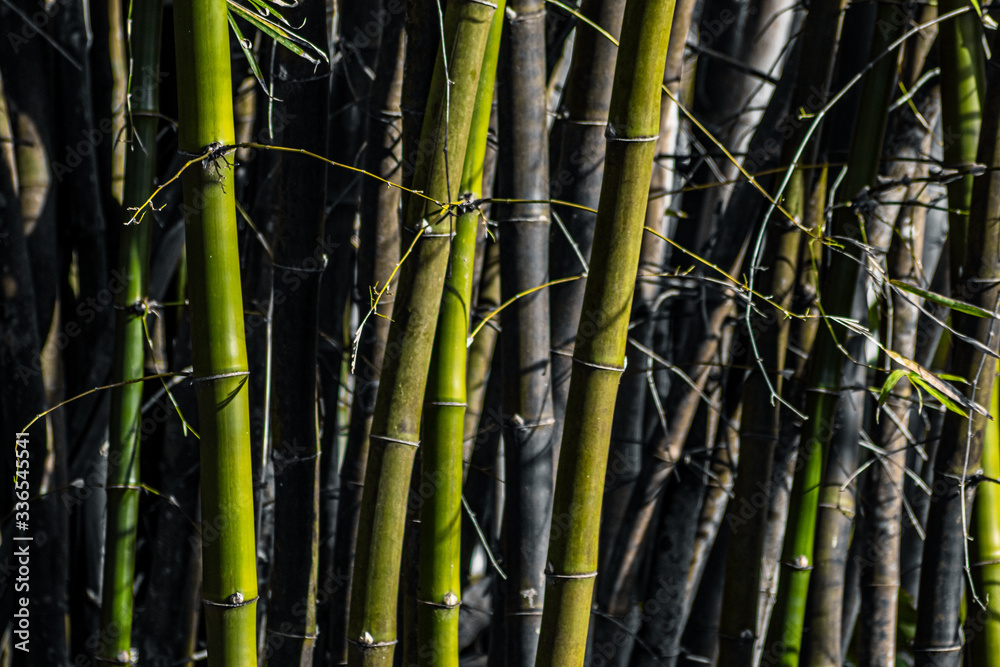 Fototapeta premium bambus