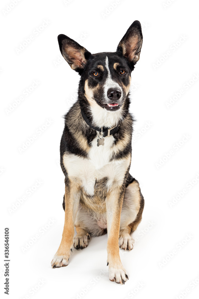 Attentive listening mixed shepherd dog sitting isolated