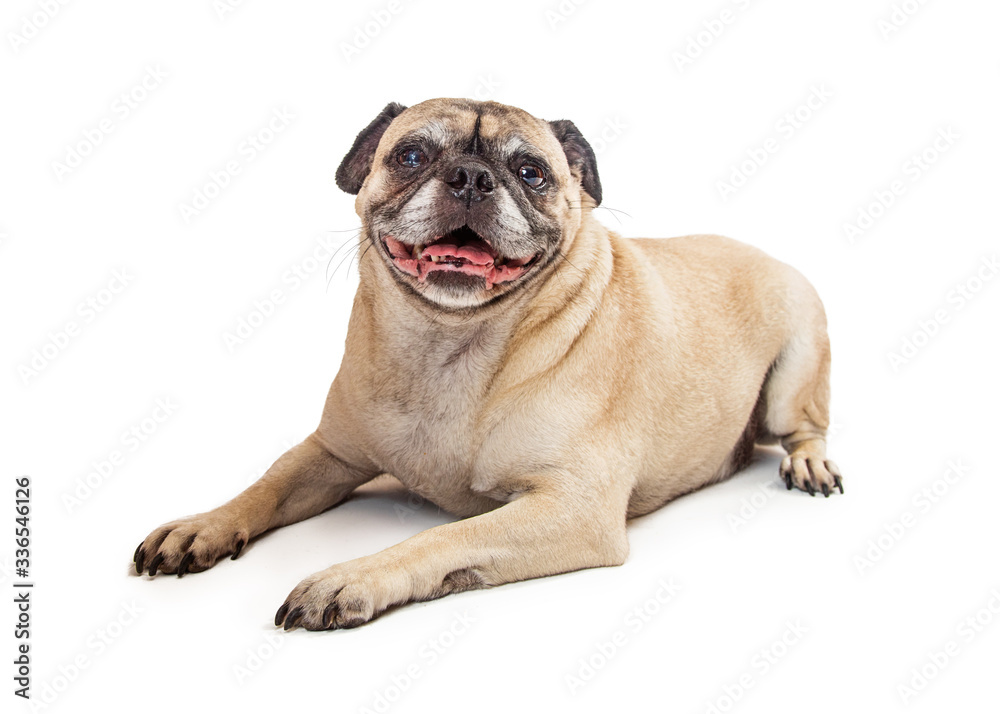Attentive pug dog sitting isolated