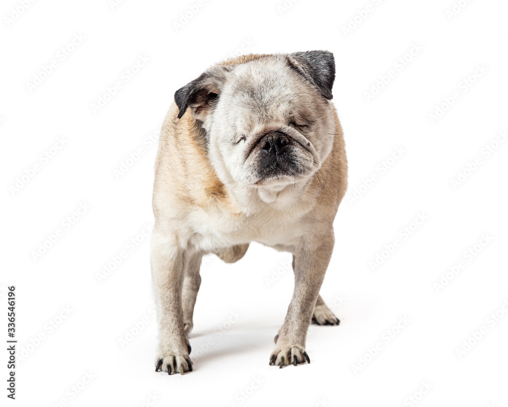 Blind pug with no eyes stands isolated