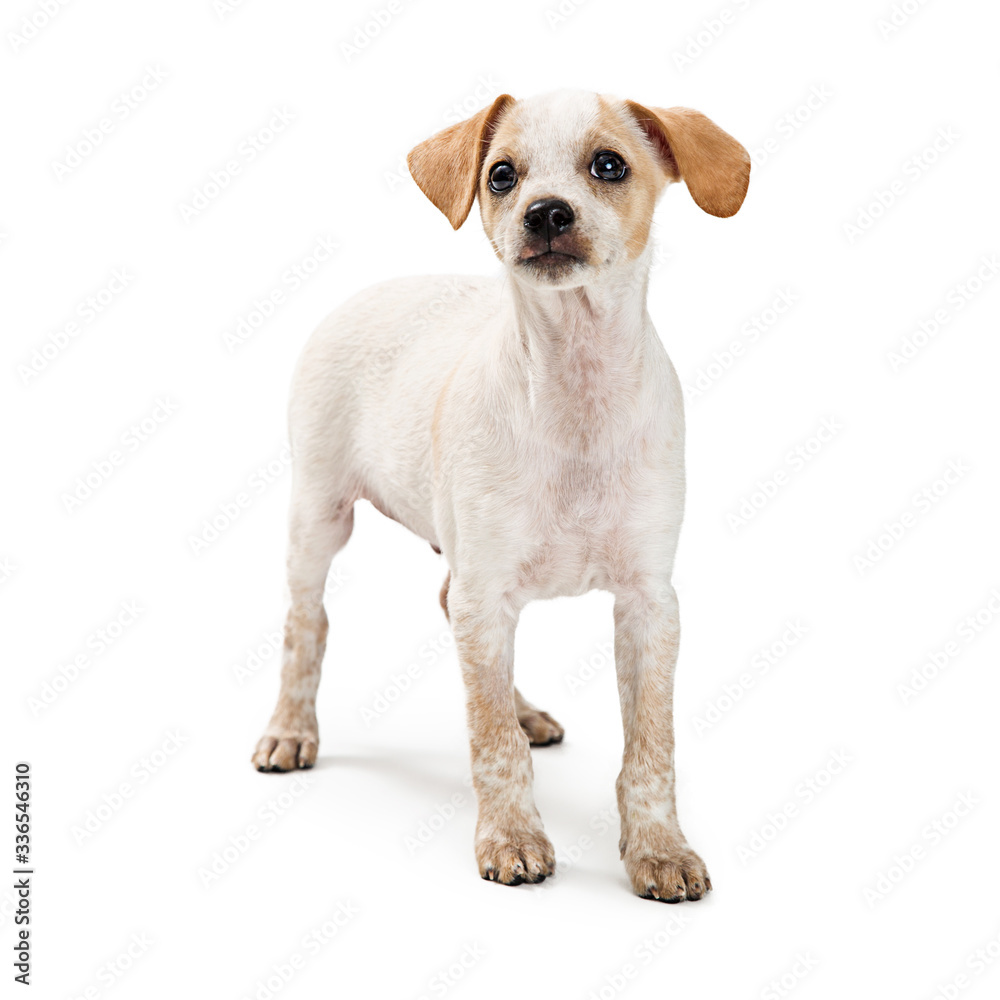 Curious mixed breed small white dog isolated
