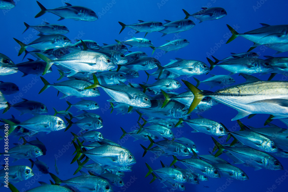 Peixes Peixes