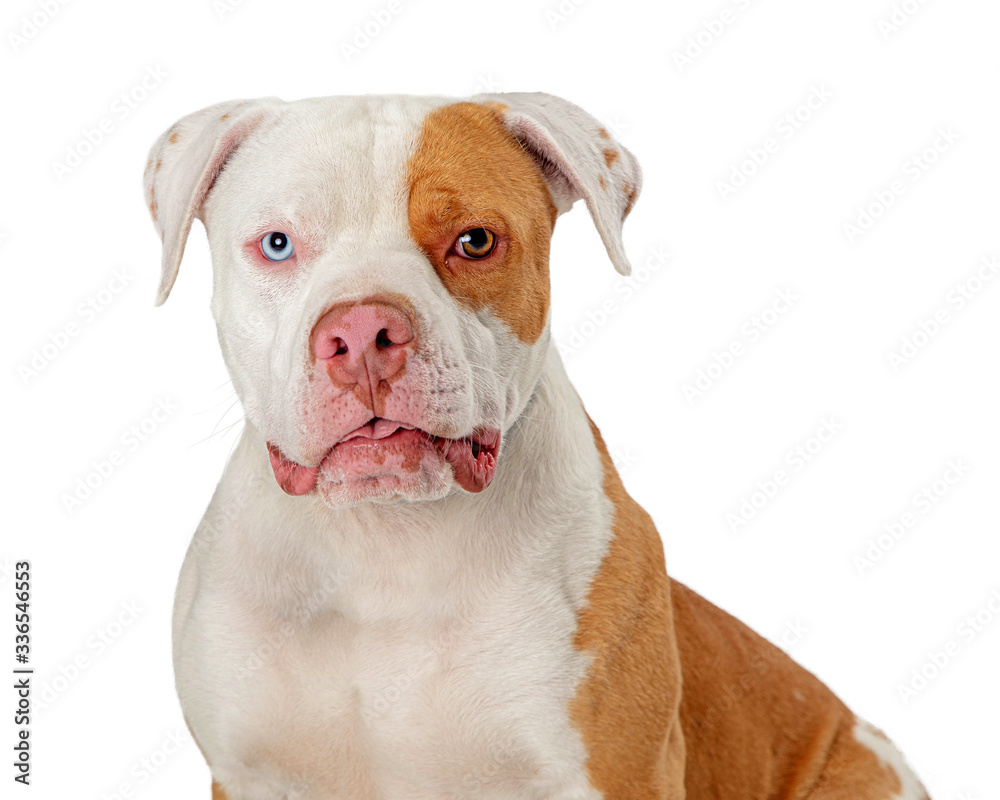 Pitbull dog mixed breed eye color isolated Pitbull dog mixed breed eye color isolated
