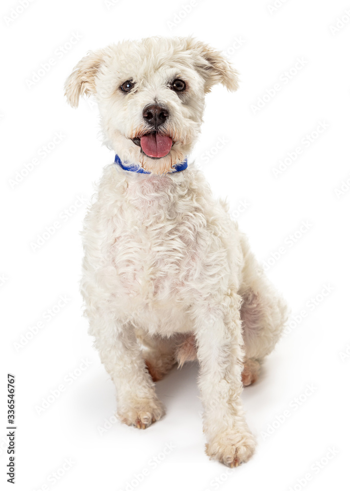 White Terrier dog with tongue out isolated