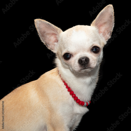 White Chihuahua wearing red necklace. © adogslifephoto