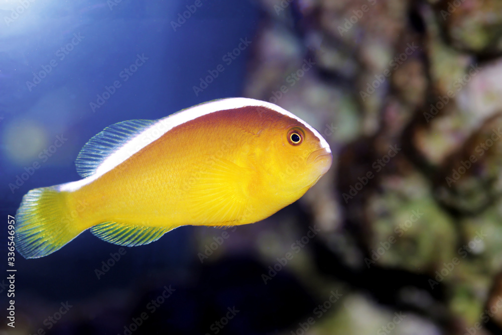 Orange Skunk Clownfish - (Amphiprion sandaracinos) Orange Skunk Clownfish - (Amphiprion sandaracinos)