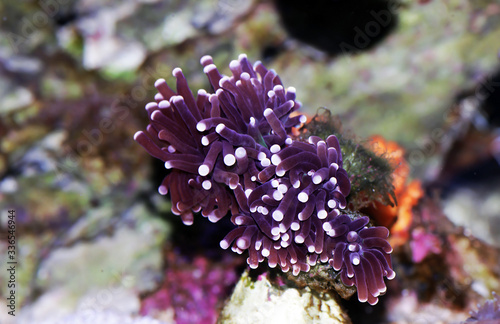Black Euphyllia Torch LPS coral -  Euphylliidae Glabrenscens photo