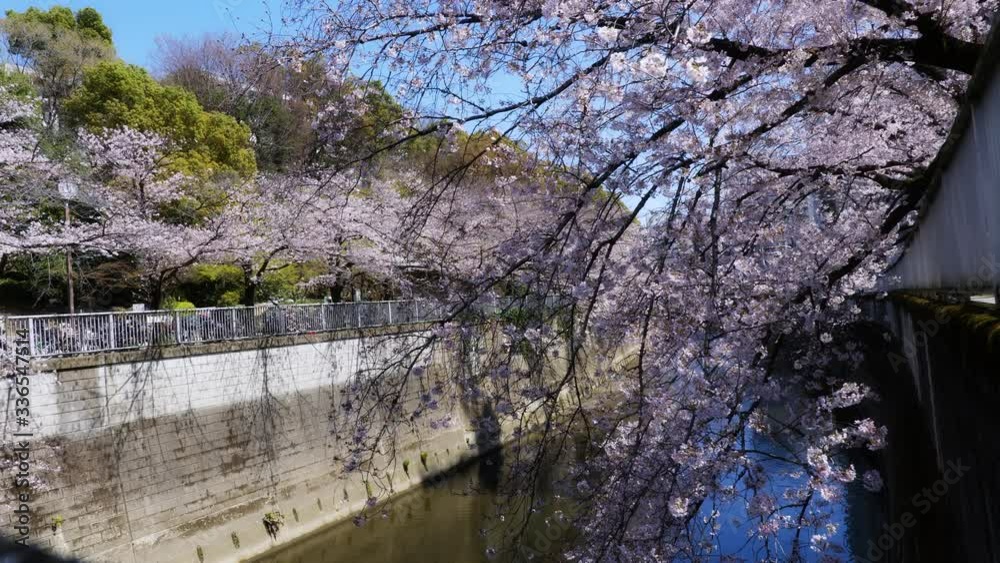 Cherry blossoms in full bloom above Kandagawa river in Tokyo, Japan. Sunny day, early spring. Zoom in.