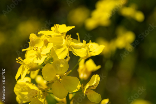 Rapeseed - Brassica napus - are bloom and honey bee comes at the flower in sunny day, JAPAN.