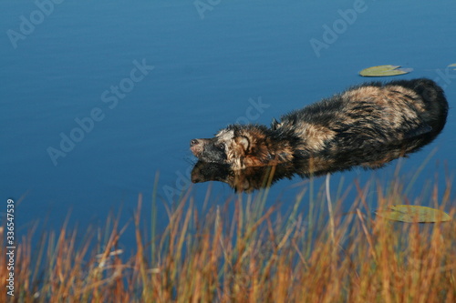 Raccoon dog (Nyctereutes procyonoides) captured in Belarus