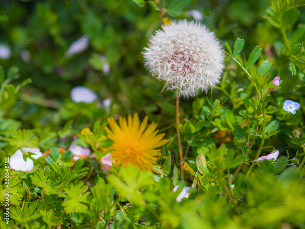 Dandelion fluf_12