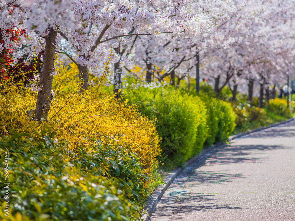 Cherry blossoms_01 Cherry blossoms_01