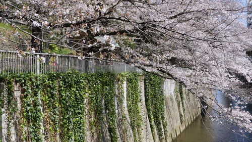 Cherry blossoms in full bloom above Kandagawa river in Tokyo, Japan. Sunny day, early spring. Zoom out. photo