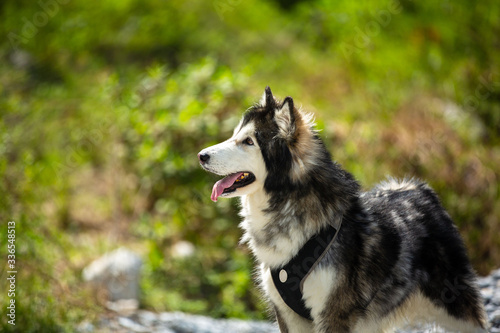 Photos Female Alaskan Malamute looking at the horizon.