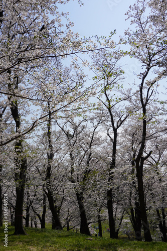 根岸森林公園 © takashikiji