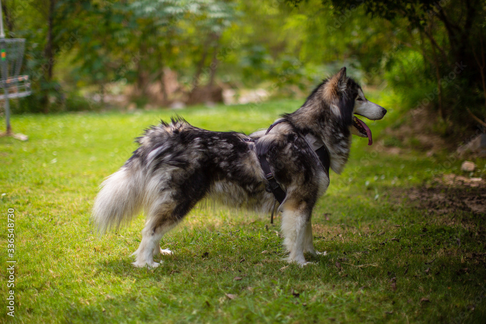 Alaskan Malamute full body standing sideways in park. Alaskan Malamute full body standing sideways in park.