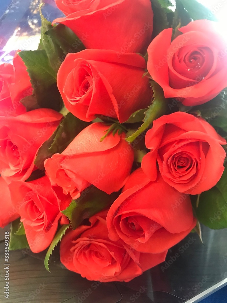 Obraz premium Flores erika