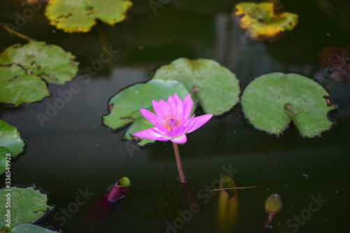Unwedted Lotus