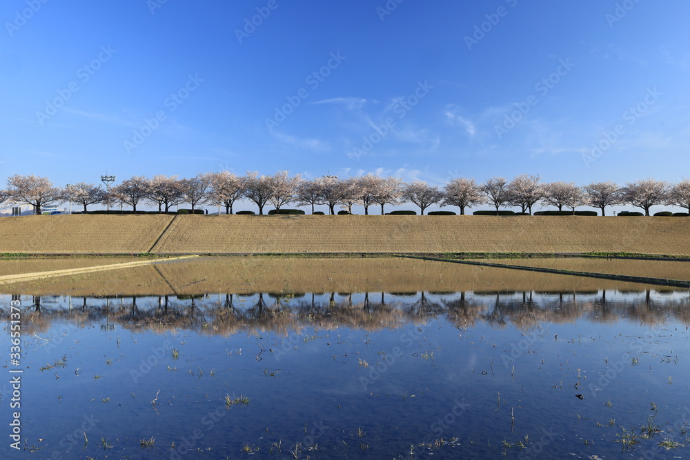 田んぼの水面に映る桜並木
