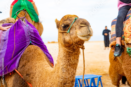 Moroccan dromedary as tourist attraction in a beach near Tanger