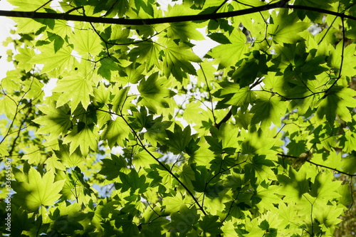 Bright green leaves in the forest Olympic National Park