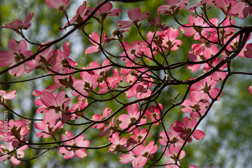 group of pink dogwood blooms on a branch
