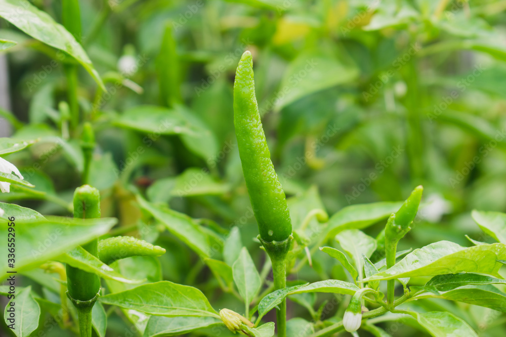 Fresh chilli on the tree.Chilli pepper garden concept. Fresh chilli on the tree.Chilli pepper garden concept.