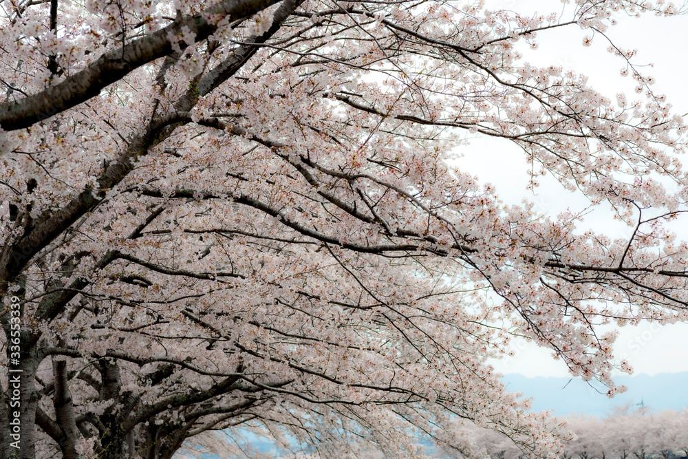 View of full blooming of cherry blossom along Muko river in Sanda city, Hyogo, Japan View of full blooming of cherry blossom along Muko river in Sanda city, Hyogo, Japan
