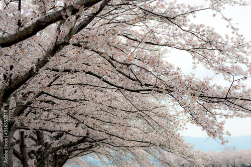 View of full blooming of cherry blossom along Muko river in Sanda city, Hyogo, Japan