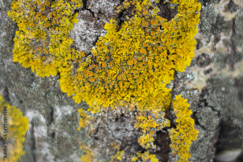 Texture of lichen on the bark.