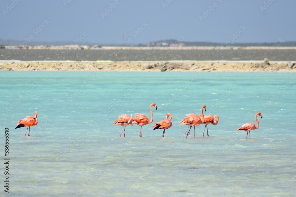 flamingoes2