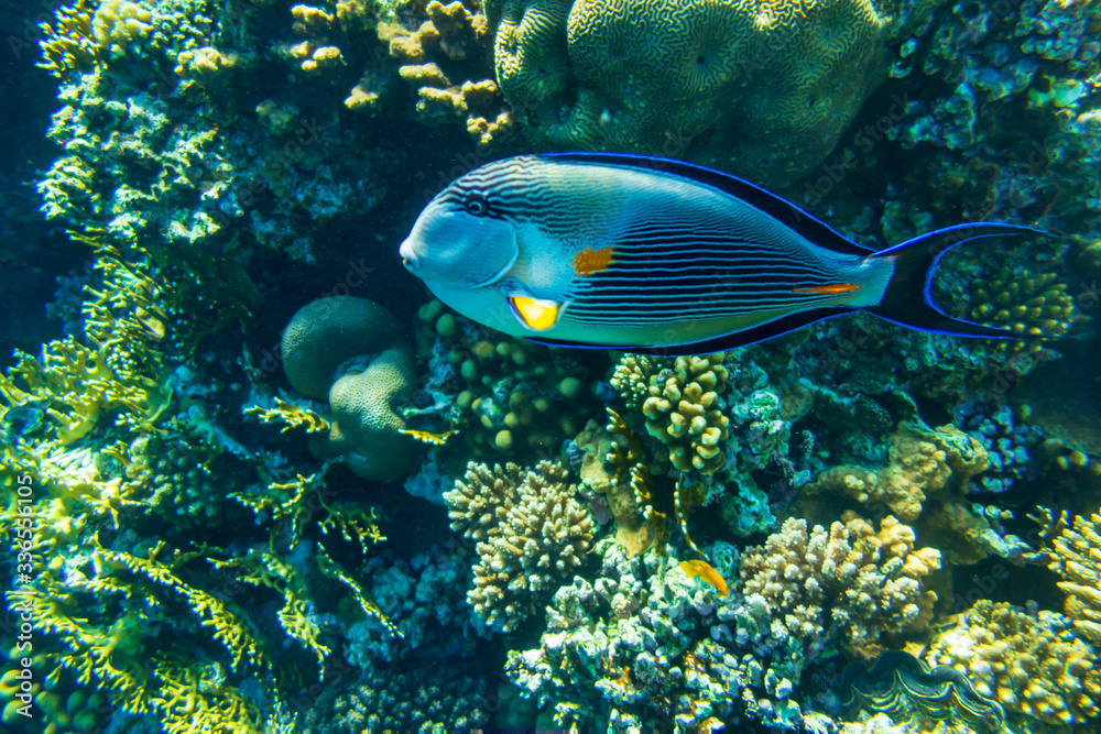 Surgeonfish along the barrier reef in Sharm El Sheikh (Egypt). Surgeonfish along the barrier reef in Sharm El Sheikh (Egypt).