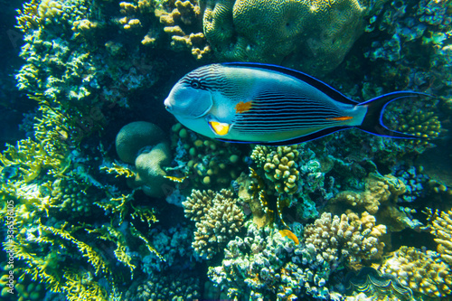 Surgeonfish along the barrier reef in Sharm El Sheikh (Egypt). photo