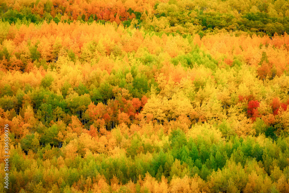 Crisp Autumn Canvas Crisp Autumn Canvas