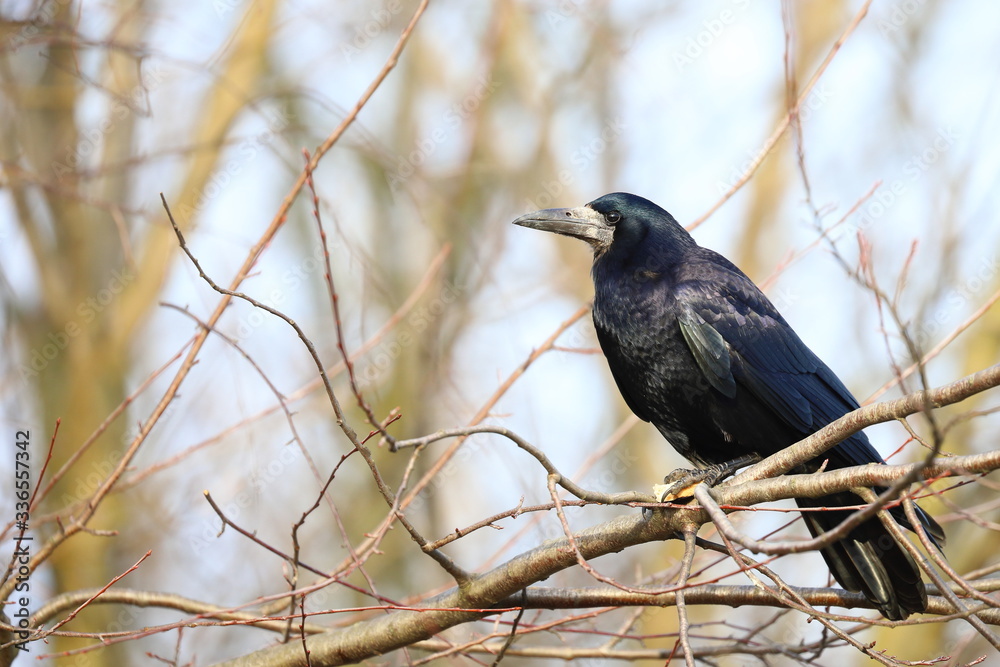 Fototapeta premium crow on a branch