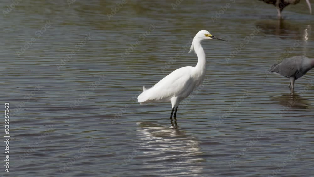 Snowy egret in the fast moving waters of Blackpoint Drive in Titusville Florida Snowy egret in the fast moving waters of Blackpoint Drive in Titusville Florida