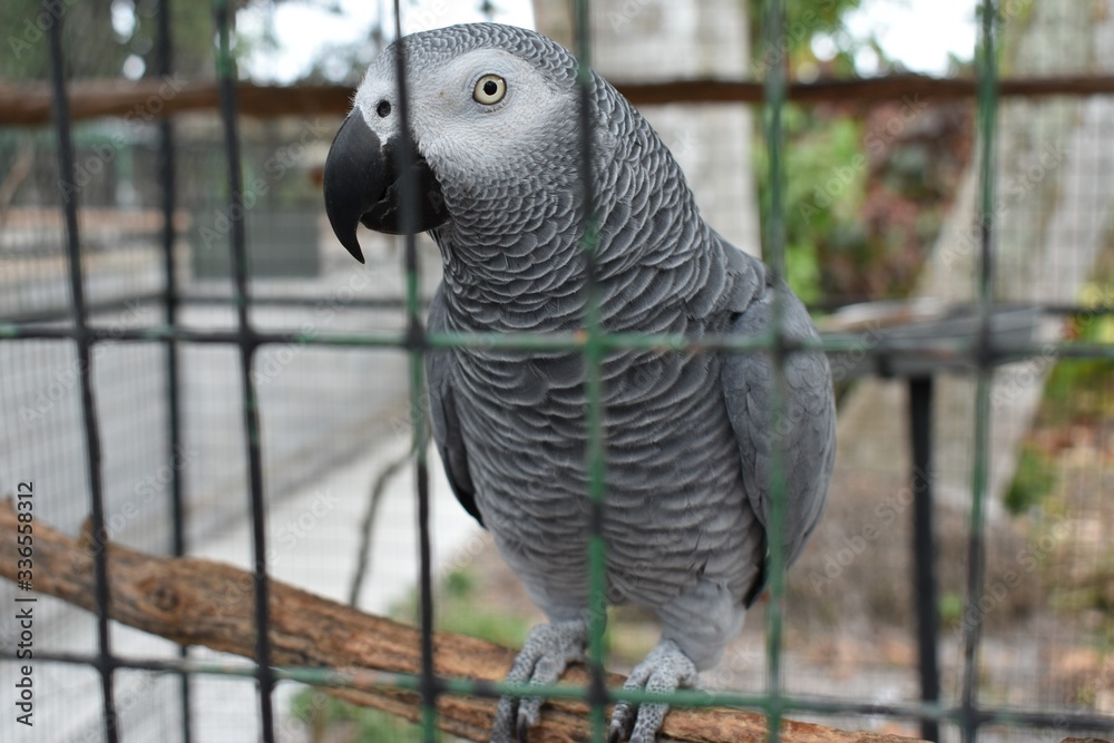 Fototapeta premium parrot