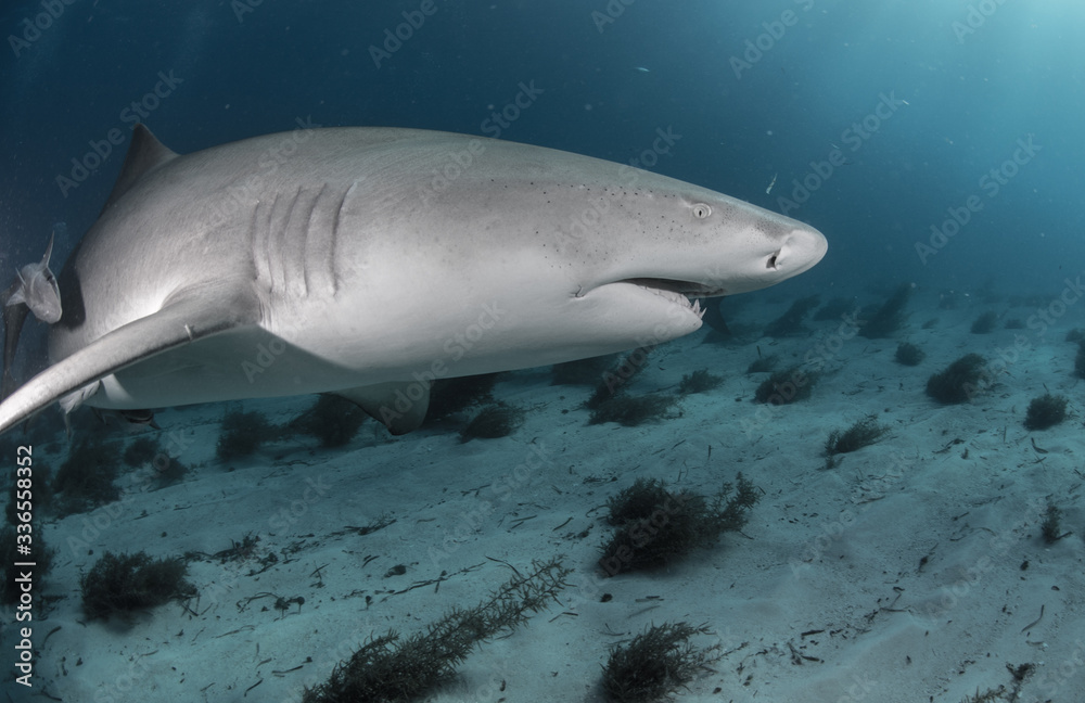 Fototapeta premium Tubarões