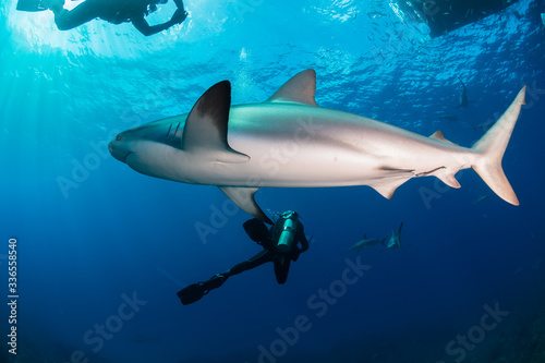 Tubarões © yoshinori